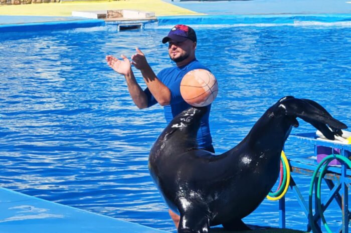 Dolphin show